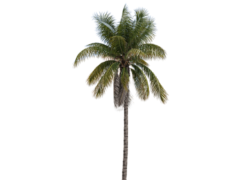 Coconut Tree Tropical Green Planting Landscape Tree