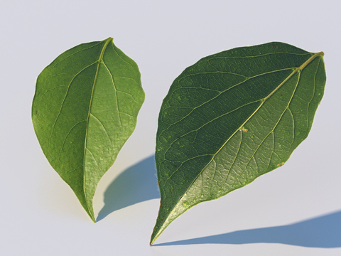 vegetables, vegetable leaves, leaves, food