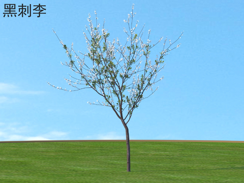 Blackthorn plum small trees trees plants