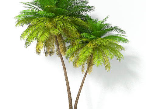 Coconut Tree Tropical Plant