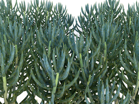 fleshy flowers and green plants