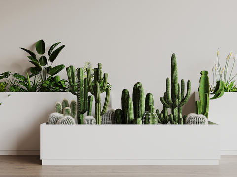 Modern flower box flower bed cactus