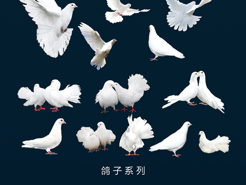 Dove Peace Dove Wall Decorations Wall Sticker