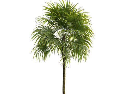 Landscape Tree Shrub Tropical Tree