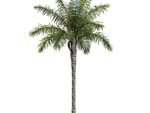 Modern Landscape Tree Coconut Tree Tropical Green Plant