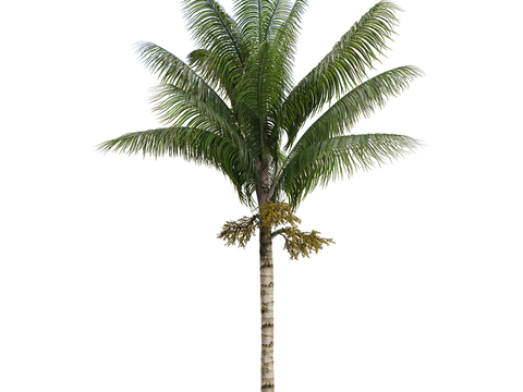 Modern Landscape Tree Coconut Tree Tropical Green Plant