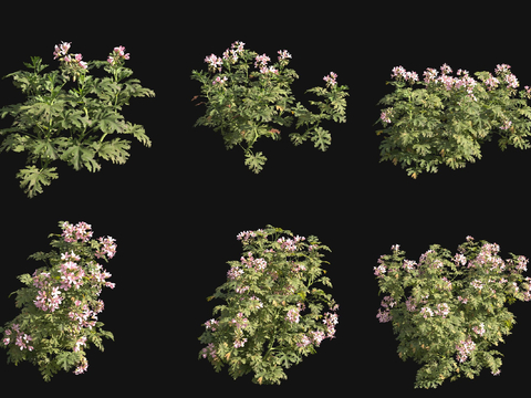 geranium flowers and plants