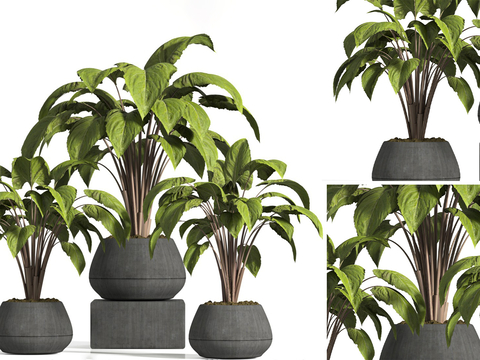 Modern indoor potted plants