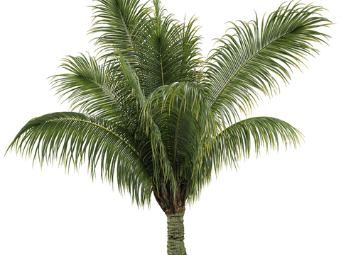 Modern Tropical Trees Landscape Trees Shrub Plants