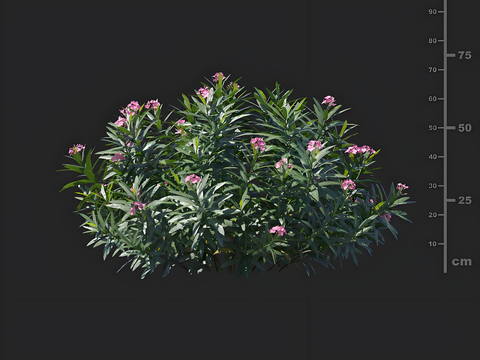 Oleander greening shrub landscape bushes