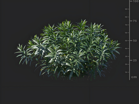 Oleander greening shrub landscape flowers