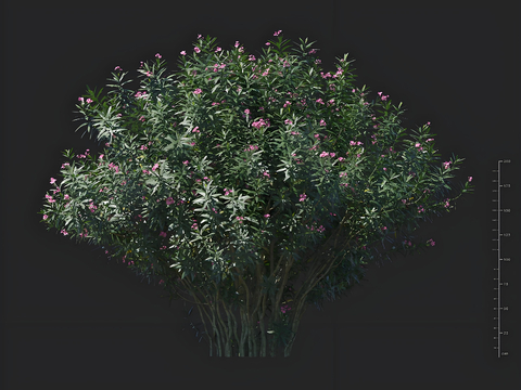 Oleander greening shrub flower solitary tree planting