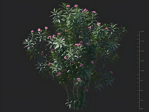 Oleander greening shrub landscape flower solitary tree planting