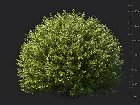 Golden leaf privet shrub street greening garden green plant