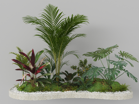 plant landscaping ferns Plantss micro-terrain tropical plants