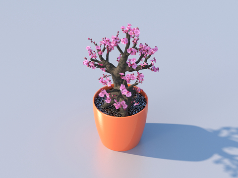 Peach Blossom Bonsai