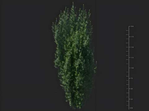 Taxus shrub greening tree landscape tree ornamental tree