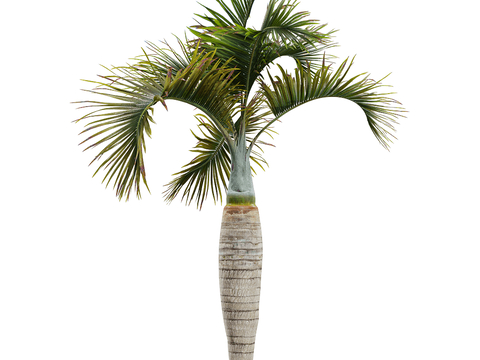 Modern coconut tree palm tung tree tropical tree