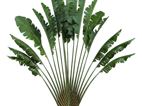 Modern Tree Landscape Tree Plantain