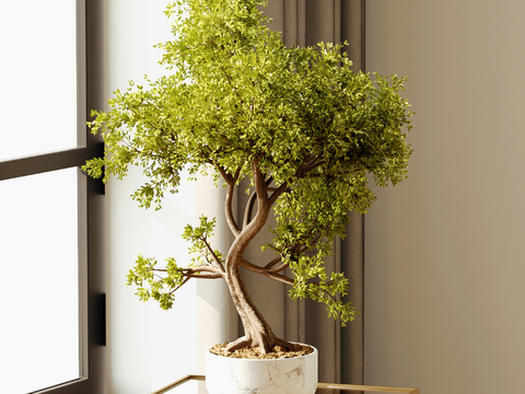 green plant potted pine bonsai