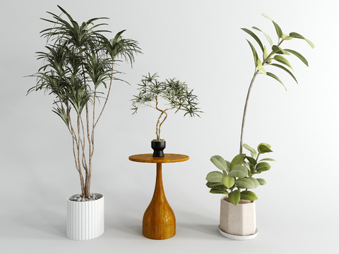 Indoor plants corner a few small green plants potted