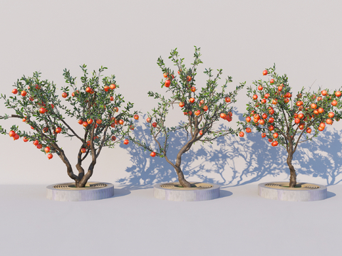 Modern pomegranate tree landscape tree garden tree fruit tree