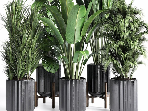 green plant potted plant potted plant outdoor plant large leaf potted plant