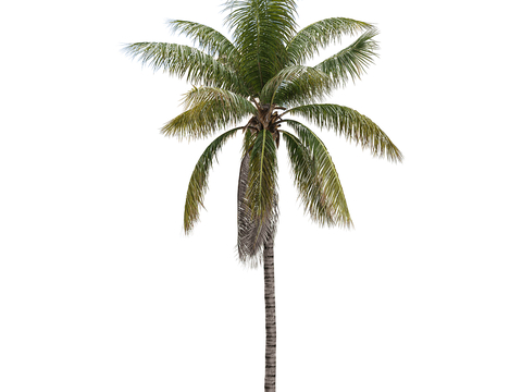 Modern Tree Landscape Tree Tree Coconut Tree