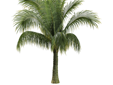 Modern Tropical Trees Landscape Trees Shrub Plants