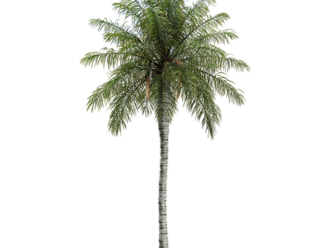 Modern Landscape Tree Coconut Tree Tropical Green Plant