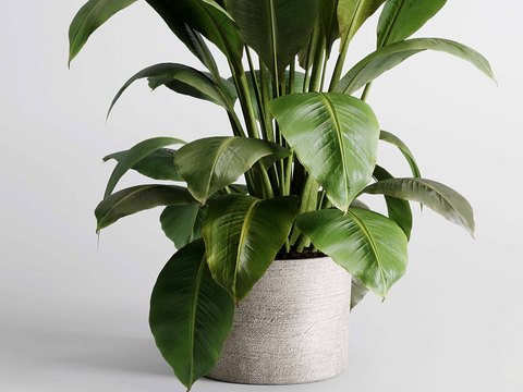 Indoor plants potted plant pots