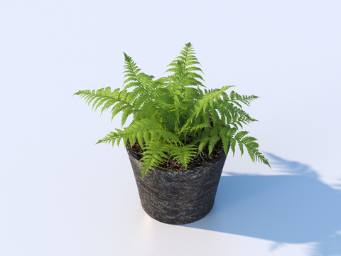 flowerpot potted plant green plant fern