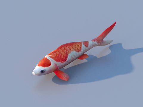 fish koi cold water fish ornamental fish