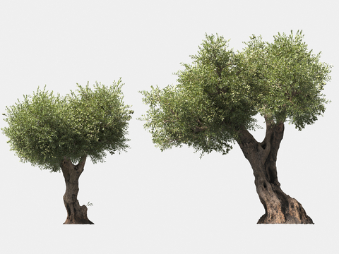 olive trees solitary tree planting