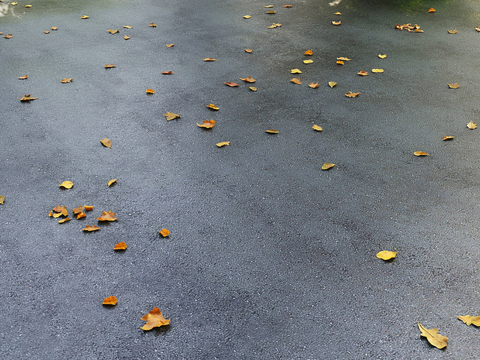 Modern ground pavement leaves maple leaves dead leaves