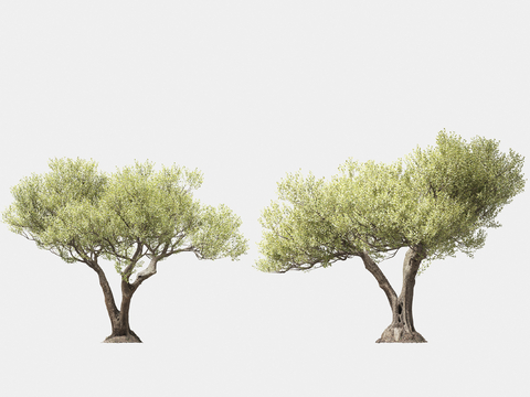 Olive trees