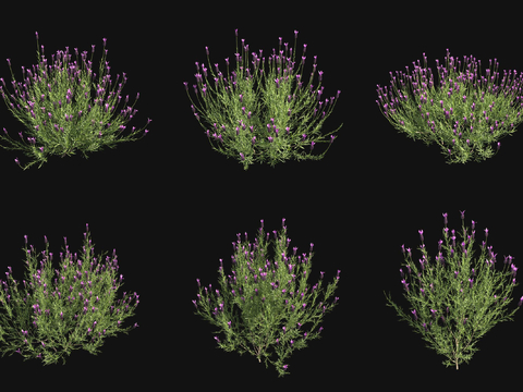 Lavender Flowers and Grasses