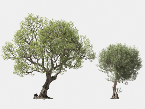 olive trees solitary tree planting