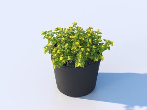 flowerpot potted plant green plant outdoor plant