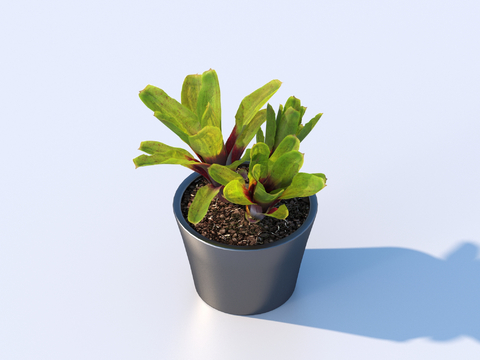 flowerpot potted plant green plant outdoor plant