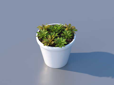 flowerpot potted plant green plant