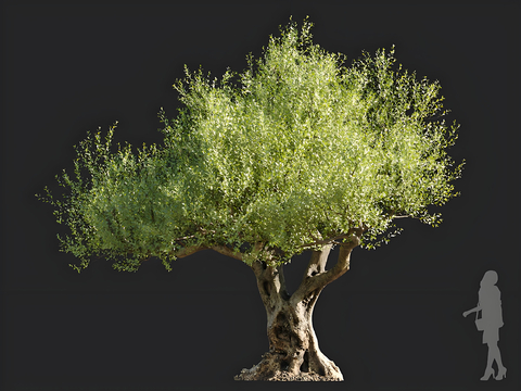 olive trees arbor landscape trees solitary tree planting street trees