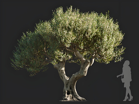 olive trees trees trees landscape trees