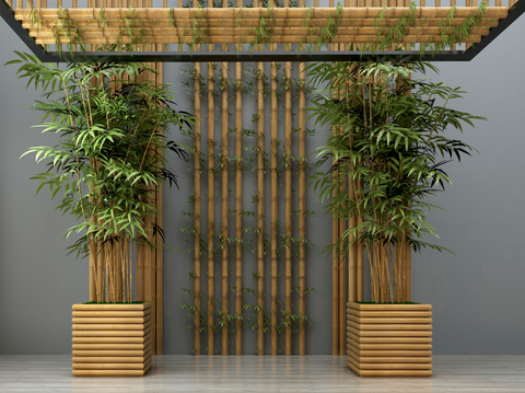 Landscape tree bamboo asparagus outdoor flower box