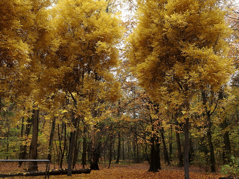 Garden Landscape Forest