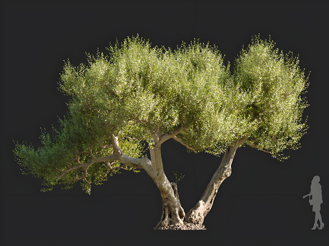 olive trees arbor landscape trees solitary tree planting street trees