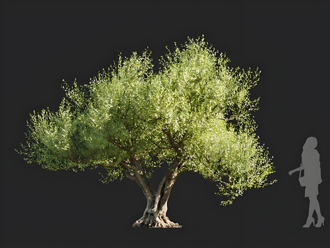 olive trees arbor landscape trees solitary tree planting street trees