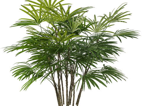 landscape tree shrub bamboo