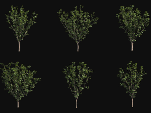 Small trees, street trees, landscape trees, trees