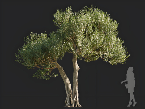 olive trees trees trees landscape trees